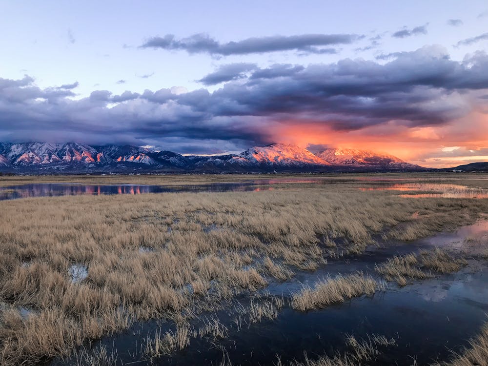 Marshland Dawn Haiku